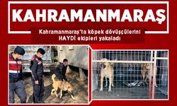 Kahramanmaraş’ta köpek dövüşçülerini HAYDİ ekipleri yakaladı