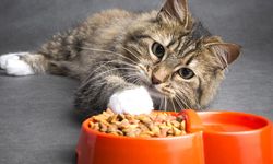 Kedi Maması ve Kedi Malzemeleri Ekonomik Fiyatlarla Uygunpetgross.com.tr ‘de!