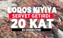Lodos Marmara'nın kırmızı alglerini karaya vurdu