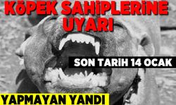 Saldırgan köpek ırklarına sahip olanlar dikkat