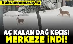 Kahramanmaraş'ta aç kalan dağ keçisi merkeze indi!