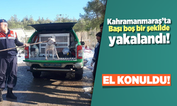 Kahramanmaraş'ta başı boş şekilde yakalandı!