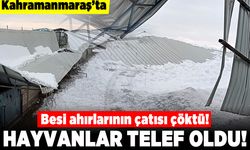 Kahramanmaraş'ta besi ahırlarının çatısı çöktü! Hayvanlar telef oldu!