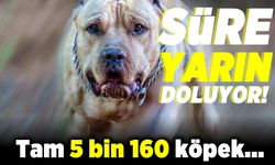 Süre yarın doluyor! Tam 5 bin 160 köpek...