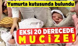 Yumurta kutusunda bulundu! Eksi 20 derecede mucize!