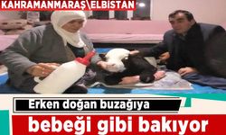 Erken doğan buzağıya bebek gibi bakıyor