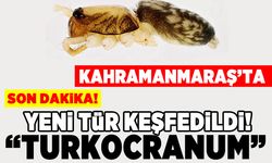 Kahramanmaraş'ta yeni tür keşfedildi! "Turkocranum"