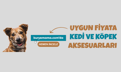Köpek Tıraş Makinası İle Kedi Eldiveni Ve Biberonu Kuryemama.Com Da İndirimli Fiyatlar