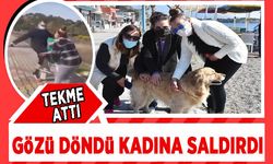 Köpekleri taşladığını görünce uyardılar! Gözü dönmüş adam, köpekleri bırakıp onlara saldırdı