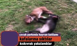 Pitbull köpekleri kafalarına sıkarak öldürdüler!