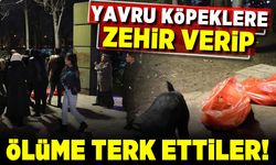 Yavru köpeklere zehir verip ölüme terk ettiler!