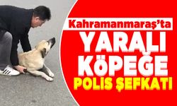 Kahramanmaraş'ta yaralı köpeğe polis şefkati!