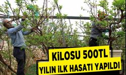 Mersin'de sezonun ilk çağla hasadı gerçekleşti, kilosu 500 TL'den alıcı buldu