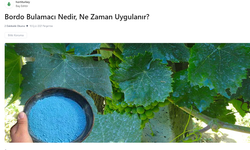 Bordo Bulamacı Nasıl Kullanılır?