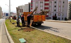 Cadde ve Bulvarlar Bitkilerle Donatılıyor
