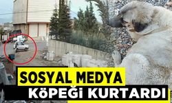 Sosyal medyadaki tepkiler üzerine çalınan köpek bulundu