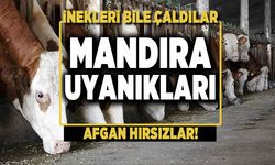 Afgan çobanlar mandıra batırdı