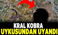 Artan hava sıcaklığı Kral kobra'yı uykusundan uyandırdı! Tek ısırığıyla 22 insanı öldürebilir