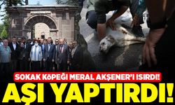Sokak köpeği Meral Akşener'i ısırdı! Aşı yaptırdı!