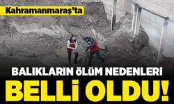 Kahramanmaraş'ta balıkların ölüm nedenleri belli oldu!