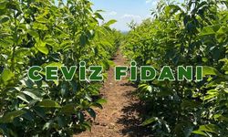 Ceviz Fidanı Satışında Kalitenin Adresi