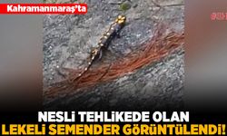 Kahramanmaraş'ta nesli tehlikede olan lekeli semender görüntülendi!