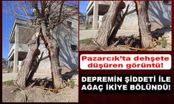 Pazarcık’ta deprem sonrası ağaç ikiye bölündü