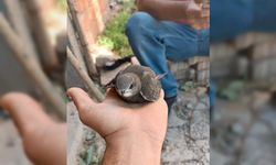 Kahramanmaraş'ta yaralı ebabil kuşuna vatandaş sahip çıktı!