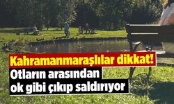 Kahramanmaraşlılar dikkat! Otların arasından ok gibi çıkıp saldırıyor