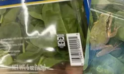 Süpermarket alışverişi kabusa dönüştü: Ispanak paketinde canlı kurbağa