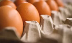 Yumurta alırken kandırılmayın: Kaliteyi anlamak için ipuçları