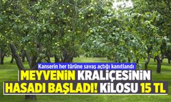 Güney Amerika ve Hindistan'ın kraliçesi Silifke'de yetişiyor: Kilosu 15 lira