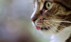 Kedi Sahipleri Alarmda! Ölümcül Virüs Hızla Yayılıyor, Uzmanlar Uyardı