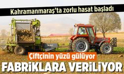 Kahramanmaraş'ta zorlu hasat başladı ama çiftçilerin yüzü güldü! Fabrikalara teslim ediliyor