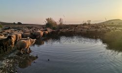 Yaylalardan indiler, ekonomiye katkıda bulundular: Kahramanmaraş hikayesi