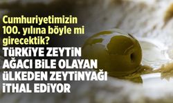 Türkiye'nin zeytin ağacı eksikliği: Zeytinyağı ithalatı devam ediyor