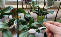 Sürpriz Çiçeklenme! 1 Yıldır Suskun Orkide, Aniden Bahara Merhaba Diyor!