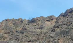 Doğanın cambazları: Erzurum'da yüksek kayalıklarda zıplarken görüntülendiler!
