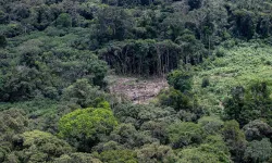 Eyvah ki ne eyvah! Amazon Ormanları'nın yarısı 2050'ye kadar yok olabilir