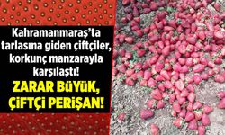Kahramanmaraş'ta tarlasına giden çiftçiler, korkunç manzarayla karşılaştı! Zarar büyük, çiftçi perişan