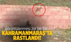 Görüntülenmesi zor bir tür... Kahramanmaraş'ta rastlandı!