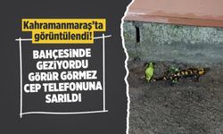 Benekli Anadolu Semenderi Kahramanmaraş'ta ortaya çıktı