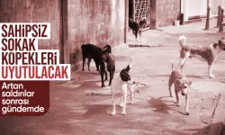 AK Parti’den ‘sokak hayvanlarını uyutma’ yasası geliyor