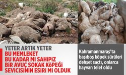 Yine başıboş köpek dehşeti: Kahramanmaraş'ta onlarca hayvan telef oldu