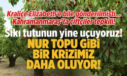 Kraliçe Elizabeth'e bile gönderilmişti... Kahramanmaraş'ta çiftçiler tepkili!