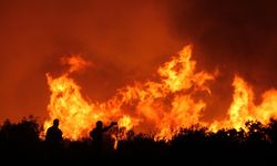 Salihli'de Orman Yangını: Ekipler Havadan ve Karadan Müdahalede