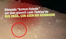 Kırmızı listedeki sıra dışı hayvan Türkiye'de görüldü