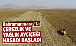 Kahramanmaraş’ta çerezlik ve yağlık ayçiçeği hasadı