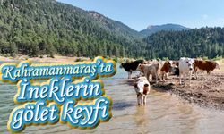 Kahramanmaraş'ta gölette serinleyen inekler