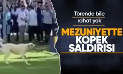 Mezuniyet töreninde başıboş sokak köpekleri saldırdı